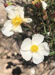 Cistus clusii
