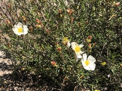 Cistus clusii