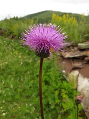 Cirsium serratuloides