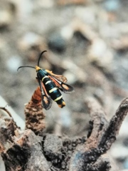 Bembecia megillaeformis