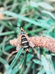 Bembecia megillaeformis