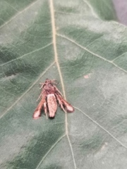 Microsphecia brosiformis