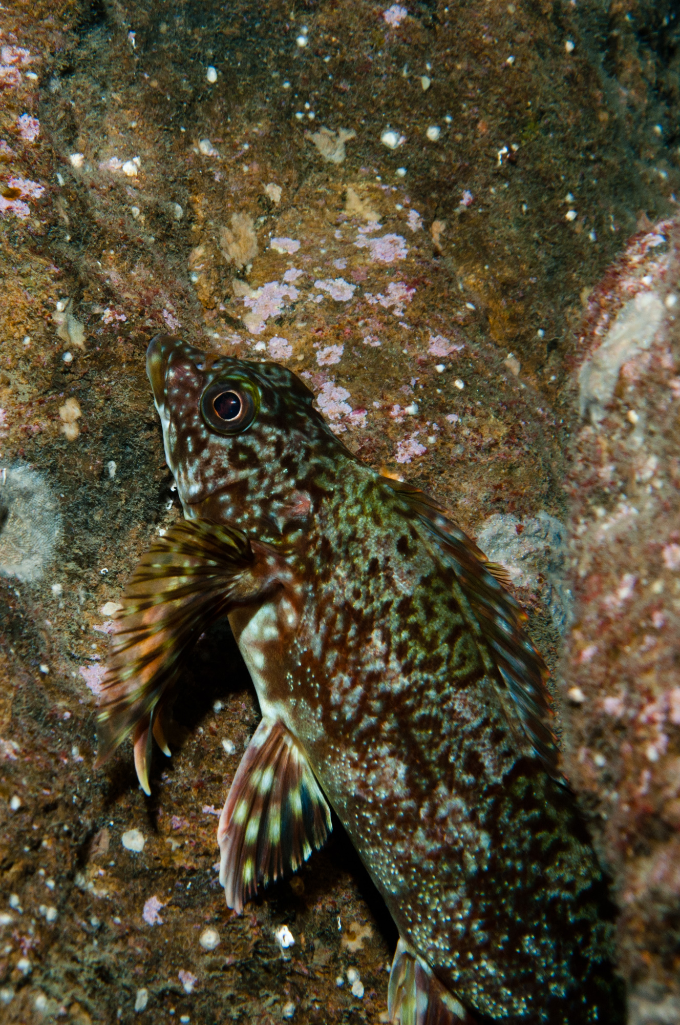 Smallscale Kelpfish photo 3