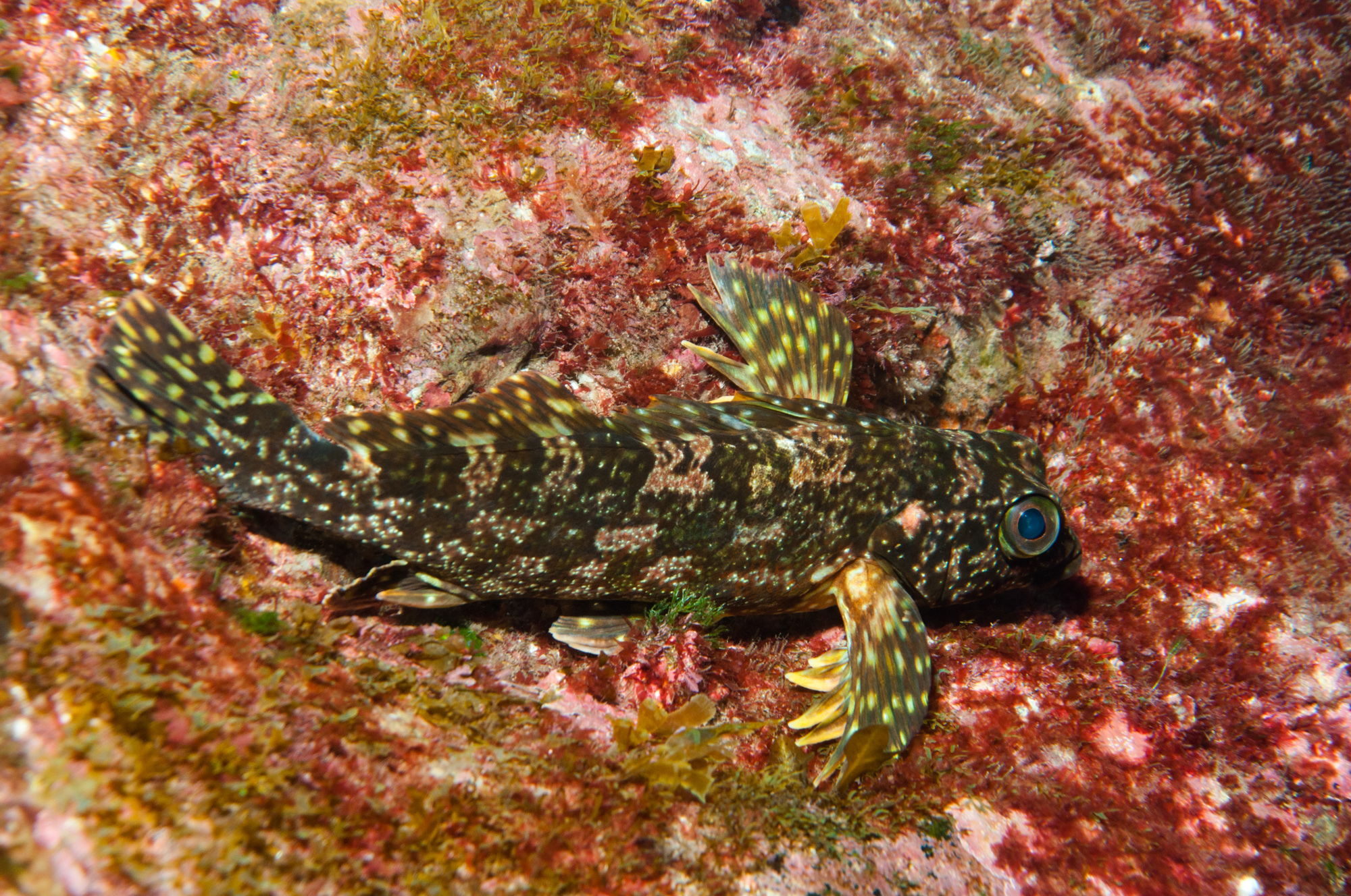Smallscale Kelpfish photo 4