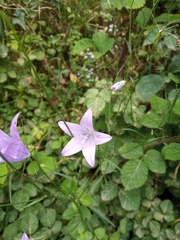 Campanula spatulata