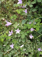 Campanula spatulata