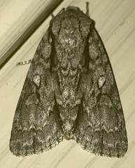 Acronicta hasta