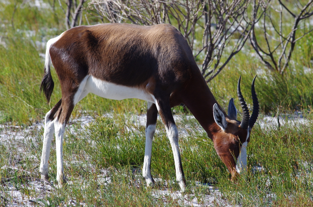 Bontebok