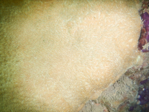 Pavona diffluens