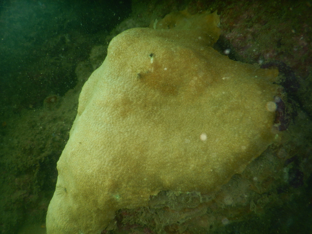 leaf coral