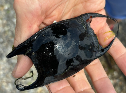 Clearnose Skate photographed in Connecticut