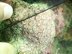 Blastomussa omanensis