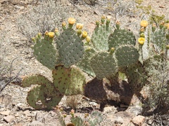 Opuntia valida
