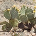 Opuntia valida - Photo (c) CK Kelly, some rights reserved (CC BY), uploaded by CK Kelly