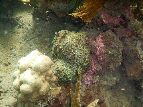Blastomussa omanensis