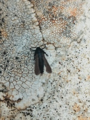 Negotinthia myrmosaeformis