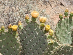 Opuntia valida