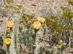 Opuntia valida