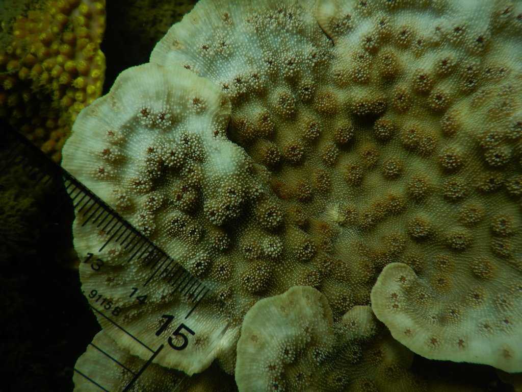 Hedgehog coral