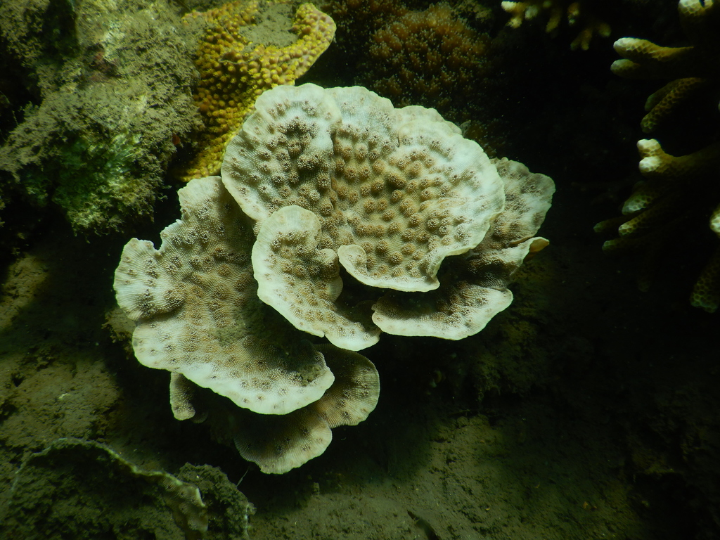Hedgehog coral