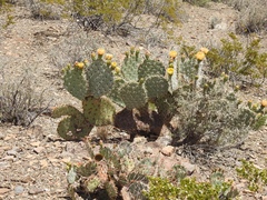 Opuntia valida