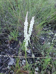 Polygala alba