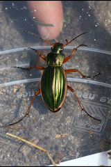 Carabus auratus