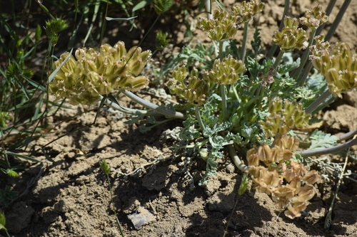 Image of Vesper bulbosus by (c) William Harmon, some rights reserved (CC BY)