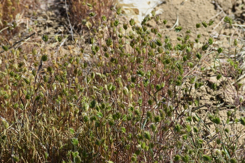 Image of Annual False Wheatgrass (Eremopyrum triticeum) by (c) William Harmon, some rights reserved (CC BY)