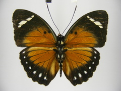 Euphaedra alacris