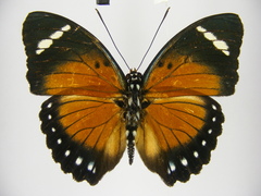 Euphaedra alacris