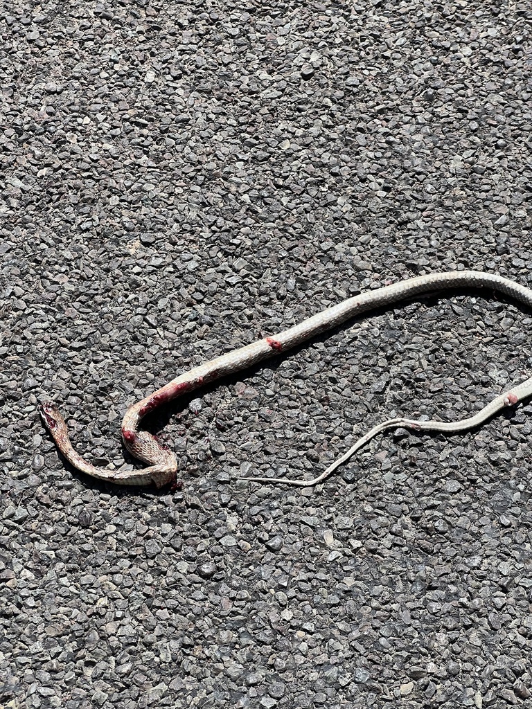 Western Coachwhip from County Road 3001 SE, Andrews, TX, US on May 25 ...