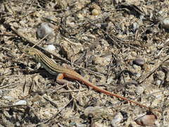 Acanthodactylus erythrurus