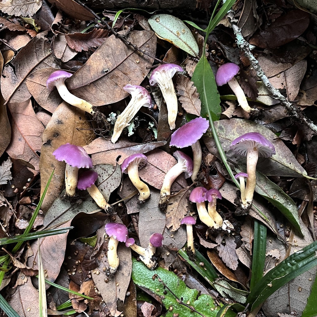 Cuphophyllus adonis · May 2024 · photo: © cristianriquelme (iNaturalist, cc-by)