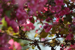 Leiothlypis celata lutescens