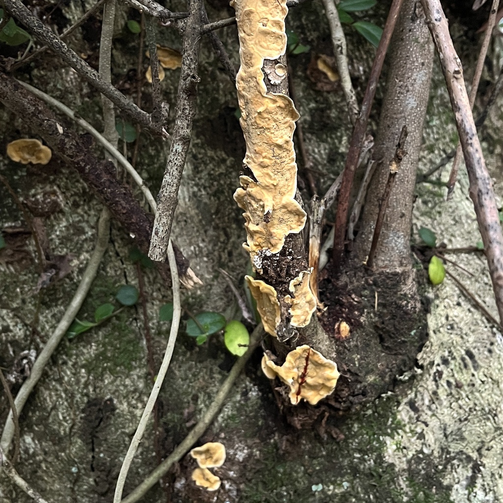 Stereum greslebiniae · May 2024 · photo: © cristianriquelme (iNaturalist, cc-by)