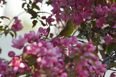 Leiothlypis celata lutescens