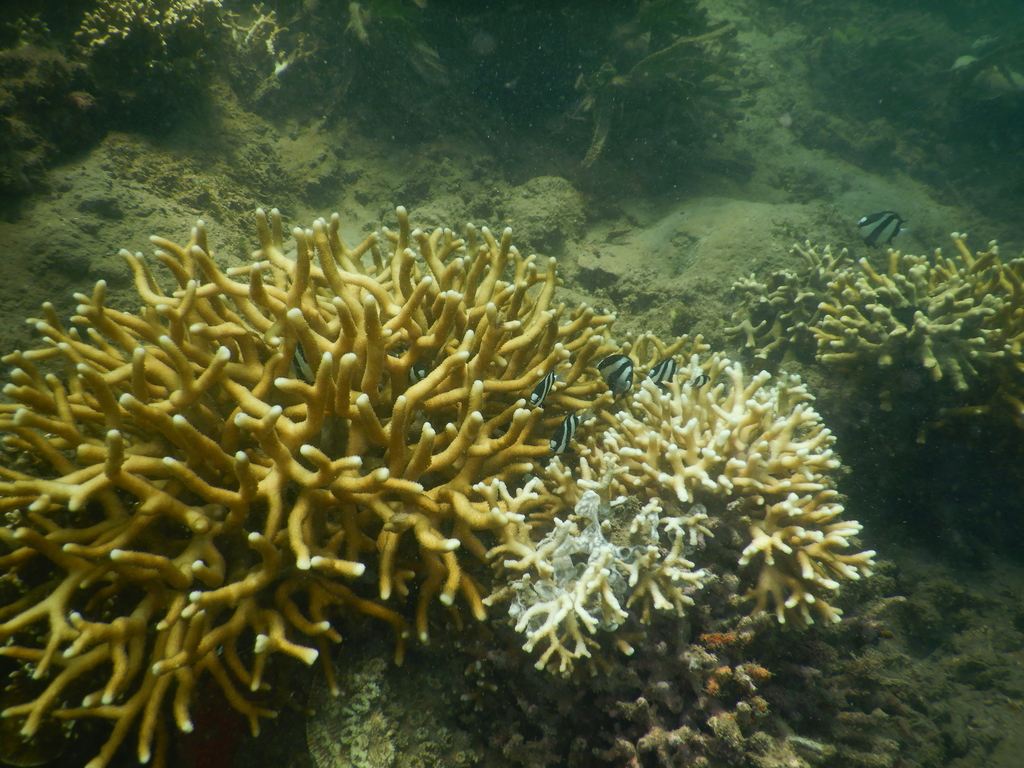 Club finger coral