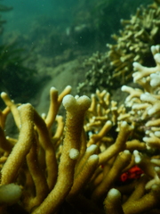 Stylophora subseriata