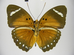 Euphaedra alacris