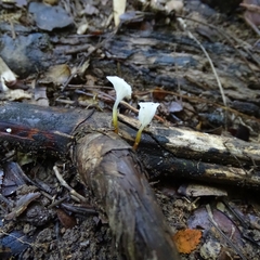 Mycena subulifera