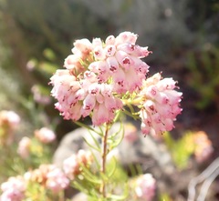 Erica subulata