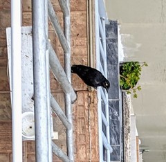 Hypopyrrhus pyrohypogaster