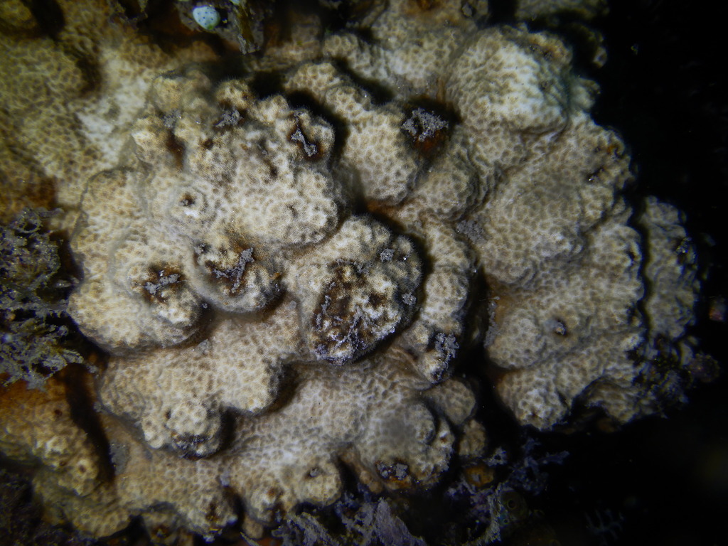 Nierstrasz's coral