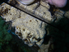 Psammocora nierstraszi