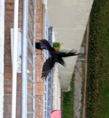 Hypopyrrhus pyrohypogaster