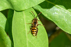 Nomada leucophthalma