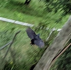 Hypopyrrhus pyrohypogaster