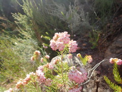 Erica subulata