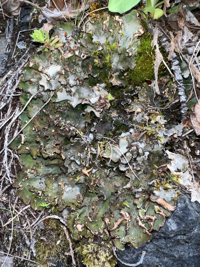Peltigera occidentalis